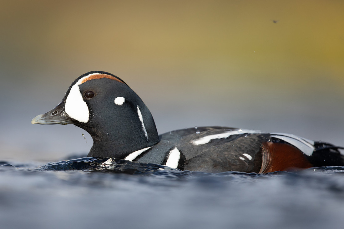 Harlequin Duck, River Laxa, Iceland, May 2022