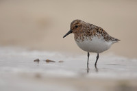 Sanderling, Raufarhofn, Iceland, June 2022.