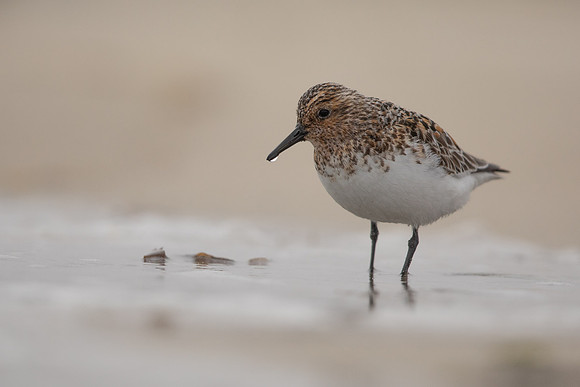 Sanderling, Raufarhofn, Iceland, June 2022.