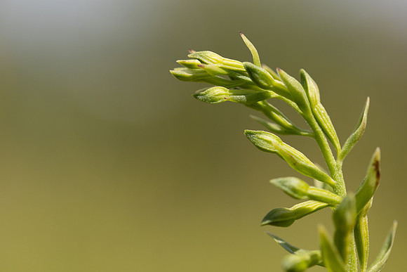 Green-flowered Helleborine, Cotswolds, July 2024