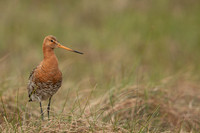 Black-tailed Godwit, Floi, Iceland, June 2022