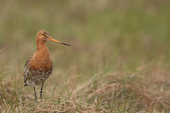Black-tailed Godwit, Floi, Iceland, June 2022