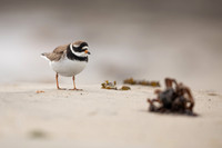Ringed Plover, Raufarhofn, Iceland, June 2022
