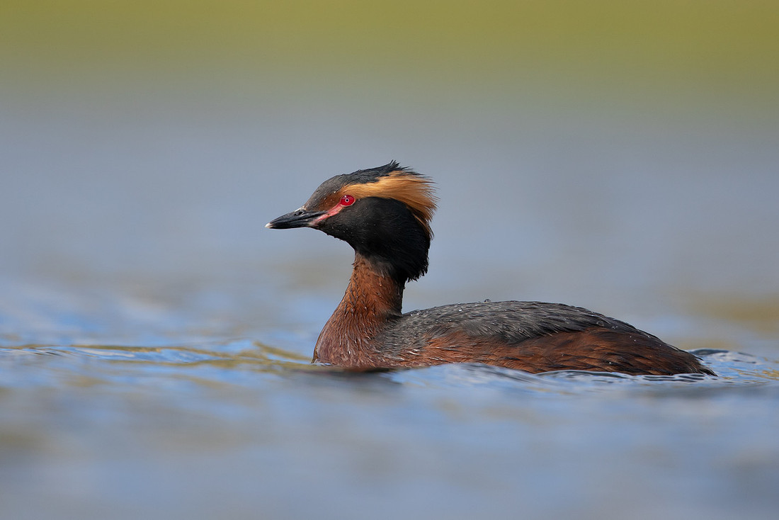 Slavonian Grebe, Iceland, May 2022