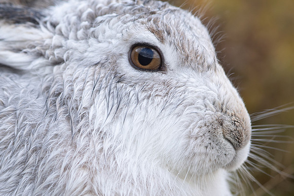 Mountain Hare, Findhorn Valley, January 2022