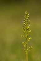 Common Twayblade, Parkgate Down, May 2024