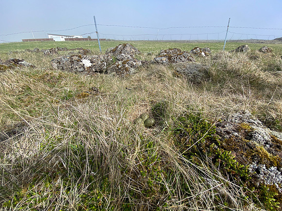 Whimbrel, Sandgeroi, Iceland, May 2022