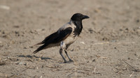 Hooded Crow
