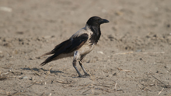 Hooded Crow
