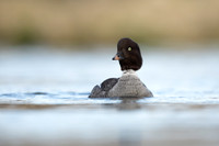 Barrows Goldeneye, River Laxa, Iceland, June 2022