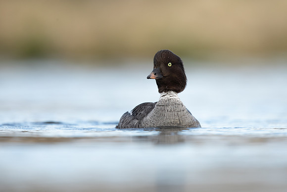 Barrows Goldeneye, River Laxa, Iceland, June 2022