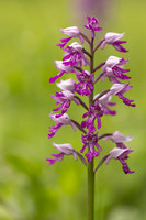 Miltary Orchid, Berkshire, May 2024