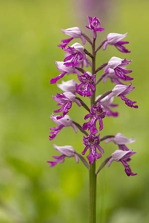 Miltary Orchid, Berkshire, May 2024