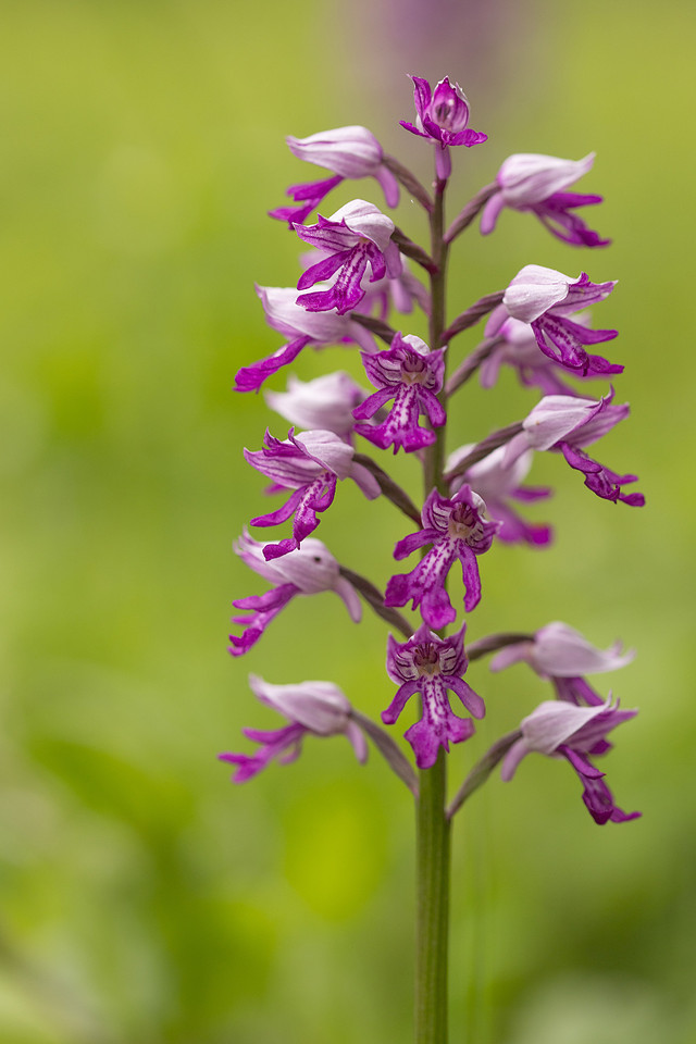 Miltary Orchid, Berkshire, May 2024