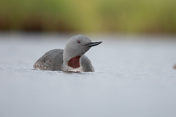 Red-throated Diver, Floi, Iceland, June 2022