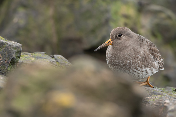 Purple Sandpiper, Portishead, Feb 2022