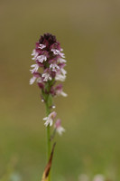 Burnt Tip-orchid var. aestivalis, Ladle Hill, July 2024,