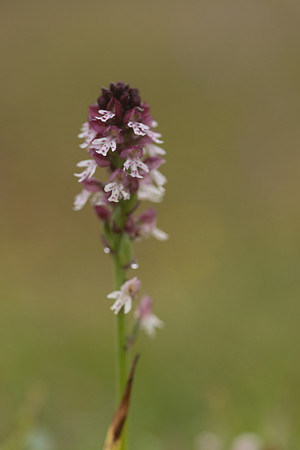 Burnt Tip-orchid var. aestivalis, Ladle Hill, July 2024,