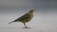 Rock Pipit, Skinningrove, November 2016