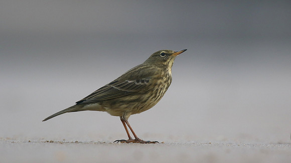 Rock Pipit, Skinningrove, November 2016
