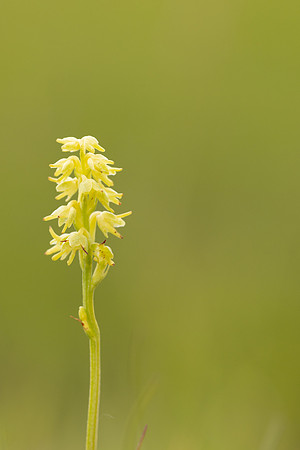 Musk Orchid, Cleeve common, June 2024