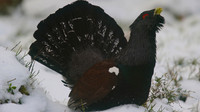 Capercaillie, Cairngorms, Scotland, Feb 2015