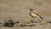 Desert Wheatear, Thurlestone, Devon, November 2016