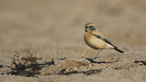 Desert Wheatear, Thurlestone, Devon, November 2016