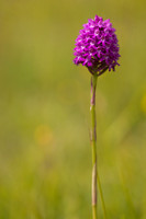 Pyramidal Orchid, Rudge Hill, July 2024
