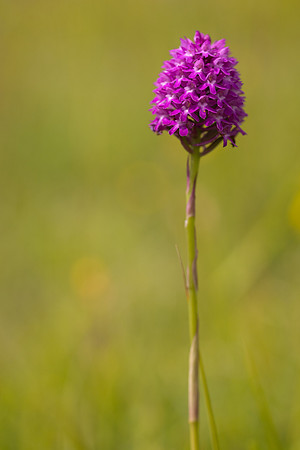 Pyramidal Orchid, Rudge Hill, July 2024