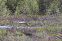 Whooper Swan