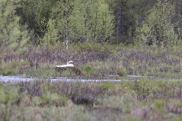 Whooper Swan, Kussamo, Finland, June 2025