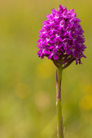 Pyramidal Orchid, Rudge Hill, July 2024