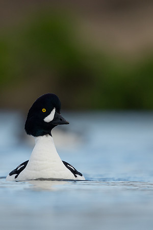 Barrows Goldeneye, River Laxa, Iceland, June 2022