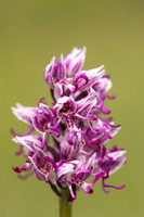 Monkey Orchid, Kent, May 2024