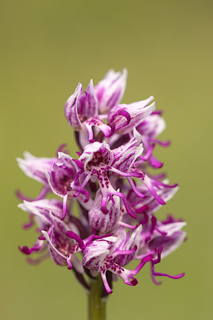 Monkey Orchid, Kent, May 2024