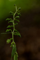 Narrow-lipped Helleborine, Cotswolds, July 2024