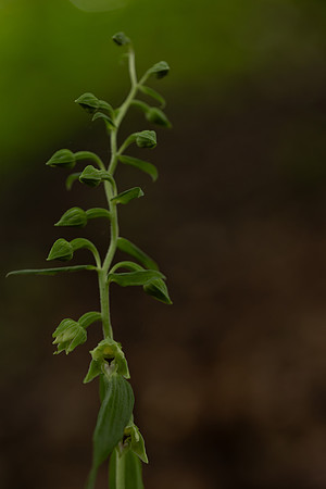 Narrow-lipped Helleborine, Cotswolds, July 2024
