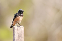 Cyprus Wheatear, Cape Greco, July 2024