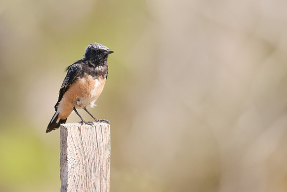 Cyprus Wheatear, Cape Greco, July 2024