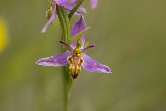 Wasp Orchid, Cleeve Common, June 2024