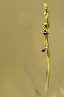 Fly Orchid, Selsey Common, May 2024