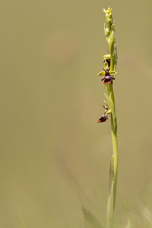 Fly Orchid, Selsey Common, May 2024