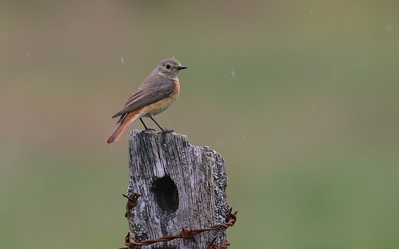 Redstart (Female) Thursley Common, May 2018
