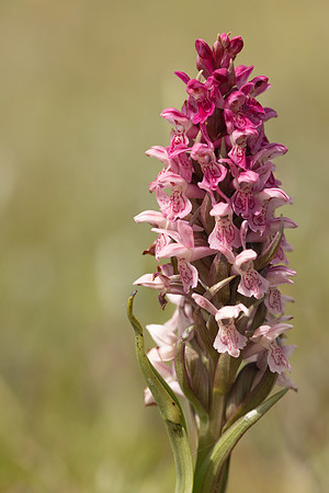Early Marsh-orchid, Kenfig, June 2024