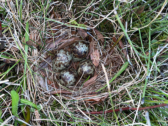 Snipe, Iceland, June 2022