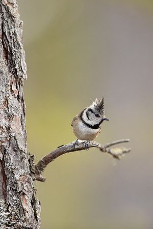Crested Tit, Loch Morclich, February 2023