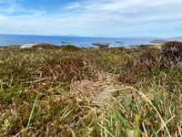 Great Skua, Lunga, May 2021