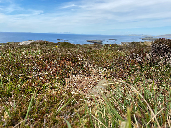 Great Skua, Lunga, May 2021