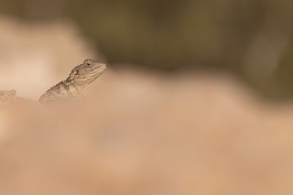 Cyprus Rock Agama, Cape Grecko, Cyprus, July 2024